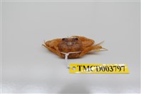 藏品(異齒蟳)的圖片